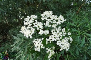 Sambucus nigra var. laciniata